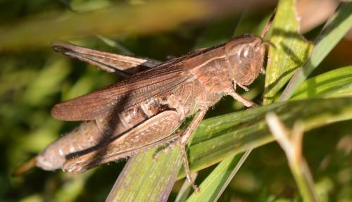 Chorthippus dorsatus dorsatus